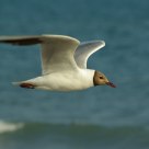 Larus ridibundus